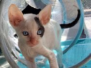 Cornish Rex Kitten mit Stammbaum - Sulzbach-Rosenberg