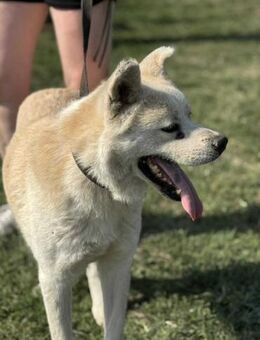 Hachiko sucht seine Menschen - Nordwalde