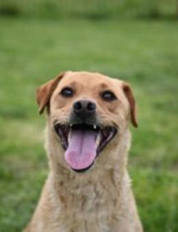 Lidija sucht ein Zuhause - Linden (Hessen)