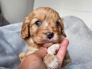 Cavalier King Charles/Toypudel Welpen Cavapoo Mini Pudel Doodle - Erfurt