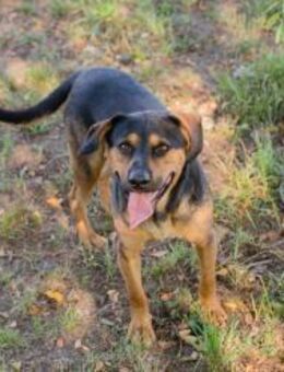 NICO - fröhlich draußen üben - Overath