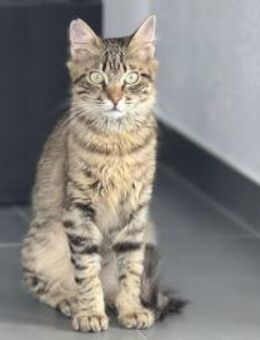 Cher, kleines Löwenköpfchen, ca. 1 Jahr - Vaterstetten