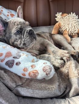 Französische Bulldogge Welpe - Ulm