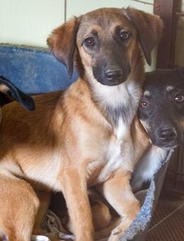 Alma wartet auf ihre Menschen - Schwabach