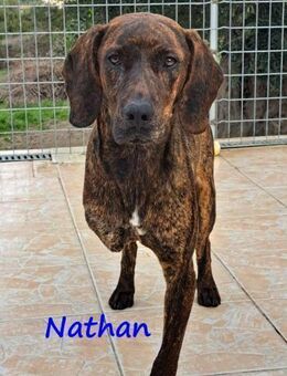 Nathan- charmanter Schatz! 01/2022 GRC - Ruppertsecken