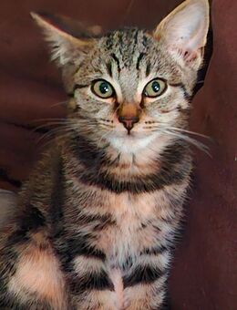 Bkh Mix Kitten, Kater - Wangerland