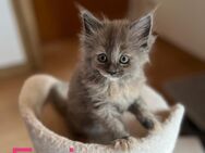 Maine Coon Kitten - Niederhosenbach
