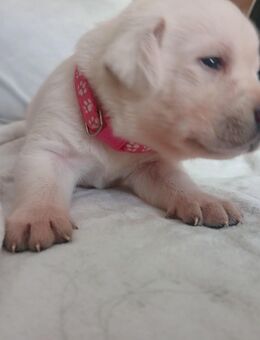 Labrador welpe weiße - reinrassig - Salzwedel (Hansestadt)
