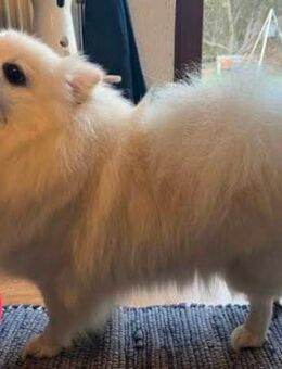 DRINGEND Zwergspitz Pomeranian Mini Rüde 12 Mon. Mit Zubehör - Schopp
