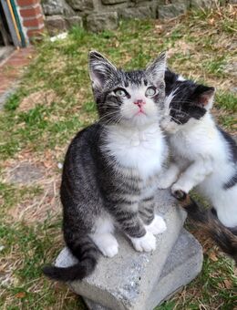 Kater 13 Wochen alt - Felde