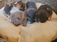 Britisch Kurzhaar Kitten mit Stammbaum – liebevolle KVL-Hobbyzucht - Bönen
