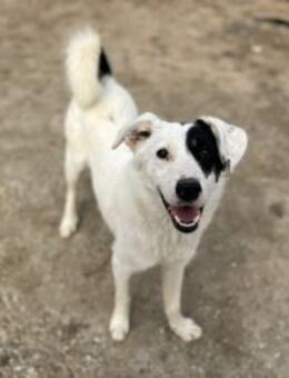 Oreo - fröhlicher Jungrüde - Löwenberger Land