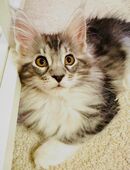 Reinrassige Maine Coon Mädchen in 08280