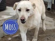 Moss ein Familienhund - Mannheim