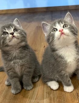 Britisch Kurzhaar BKH Heilige Birma Kitten Kätzin grau weiß - Saaldorf-Surheim