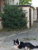 Gnadenplatz gesucht in 97776