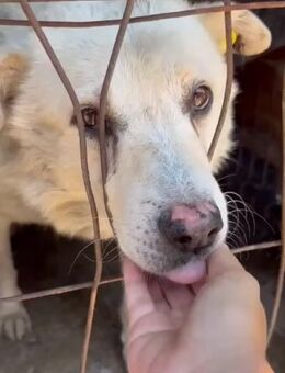 MAKS - baut immer mehr ab....... - Kempen