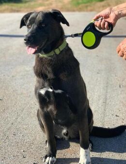 Lucas sucht Pflege- oder Endstelle - Untergruppenbach