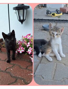 Katzen Kitten - Annaburg Prettin