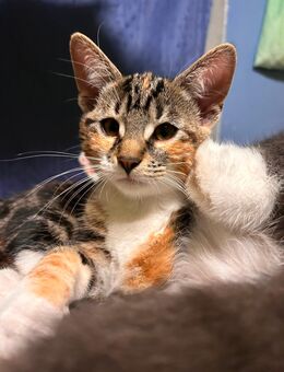 Kätzchen suchen neue Dosenöffner - Steinburg