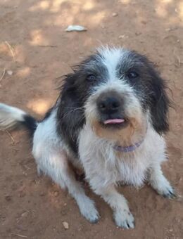 Kleine Wuscheline Lola sucht ein Zuhause - Tornesch