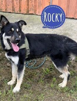 Rocky ein schlauer Hundebub - Flörsheim-Dalsheim