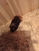 Meerschweinchen in 95615