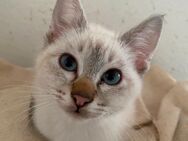 Siam/Heilige Birma Kitten(Kater) - Kaltenkirchen