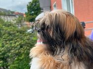 Benny sucht ein neues Zuhause - Hanau (Brüder-Grimm-Stadt)