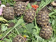 Griechische Landschildkröten NZ2024 - Wesel