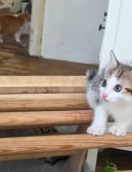 Kitten sucht neues Zuhause Langhaarkatze - Bretzenheim