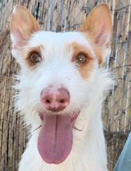 Anton - Zuckersüßer, netter Hundemann - Freudenstadt