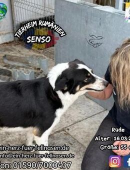 SENSO - hat eine sanfte Seele - Waakirchen