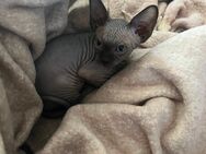 Sphynx Kitten - Köln