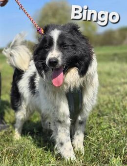 Bingo❤️ - Kissing