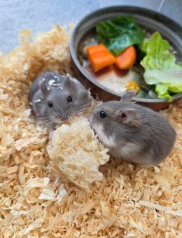 Dsungarische Zwerghamster - Schwerte (Hansestadt an der Ruhr)