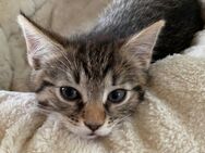 Tigerkätzchen-Kitte-Katze-Babykatze-Katzenbaby - Wildau