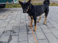 Schäferhund mix - Maisborn