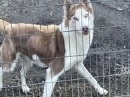 Husky Samira sucht dringend Zuhause - Leipzig