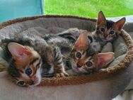 Reinrassigen Bengal Kitten zu verkaufen - Norden