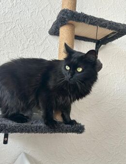 Wunderschöne und unkomplizierte Blasa - Bad Camberg