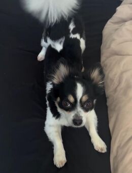 Langhaar Chihuahua Snoopy sucht ein liebevolles Zuhause - Metzingen