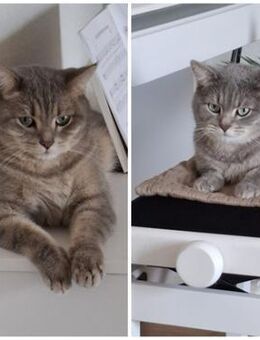 SIMBA + MOMO, m., kastr., - Sipplingen