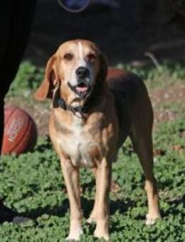 Mr.Bin sucht seine für immer Familie! - Krefeld