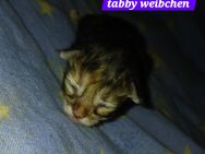 xxl maine coon kitten black smoke - Bad Kissingen