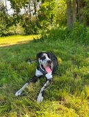 15 Monate alter Deutsche Dogge Rüde in 74523