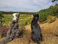 BIETE langfristige Hundebetreuung mit Herz und exzellenten Ausflügen - Urlaubsbetreuung, Hundegassie, Hundespaziergänge - Berlin