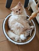 Ragdoll Bub in 99084