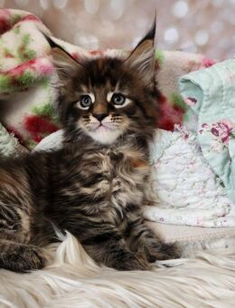 =^..^=Sehr typvolle Maine Coon kitten mit Stammbaum aus seriöser Zucht =^..^= - Bad Berleburg