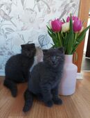 * 2 männliche Katzenbabys zu verkaufen* in 53809